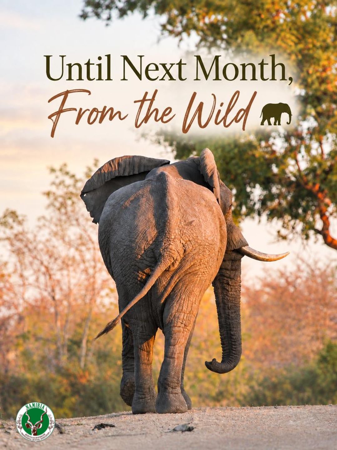 As September comes to an end, we celebrate the wildlife and wild places that make Namibia so extraordinary. 🌿🐘
Wishing you a wonderful month ahead, filled with new adventures and unforgettable moments.
📸 Photo credit: Elleni Strauss
