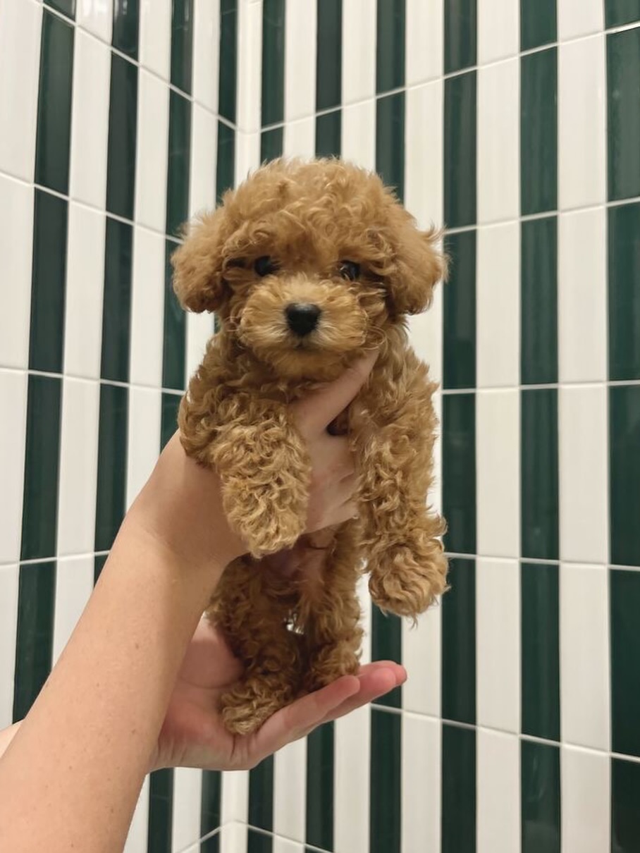 Double the cuteness! 💚🐾
Puppy Love | Tile | Bathroom | Shower | Natural Materials | Stone | Builder | Designer | Architecture | Houston | Austin | Dallas | Texas