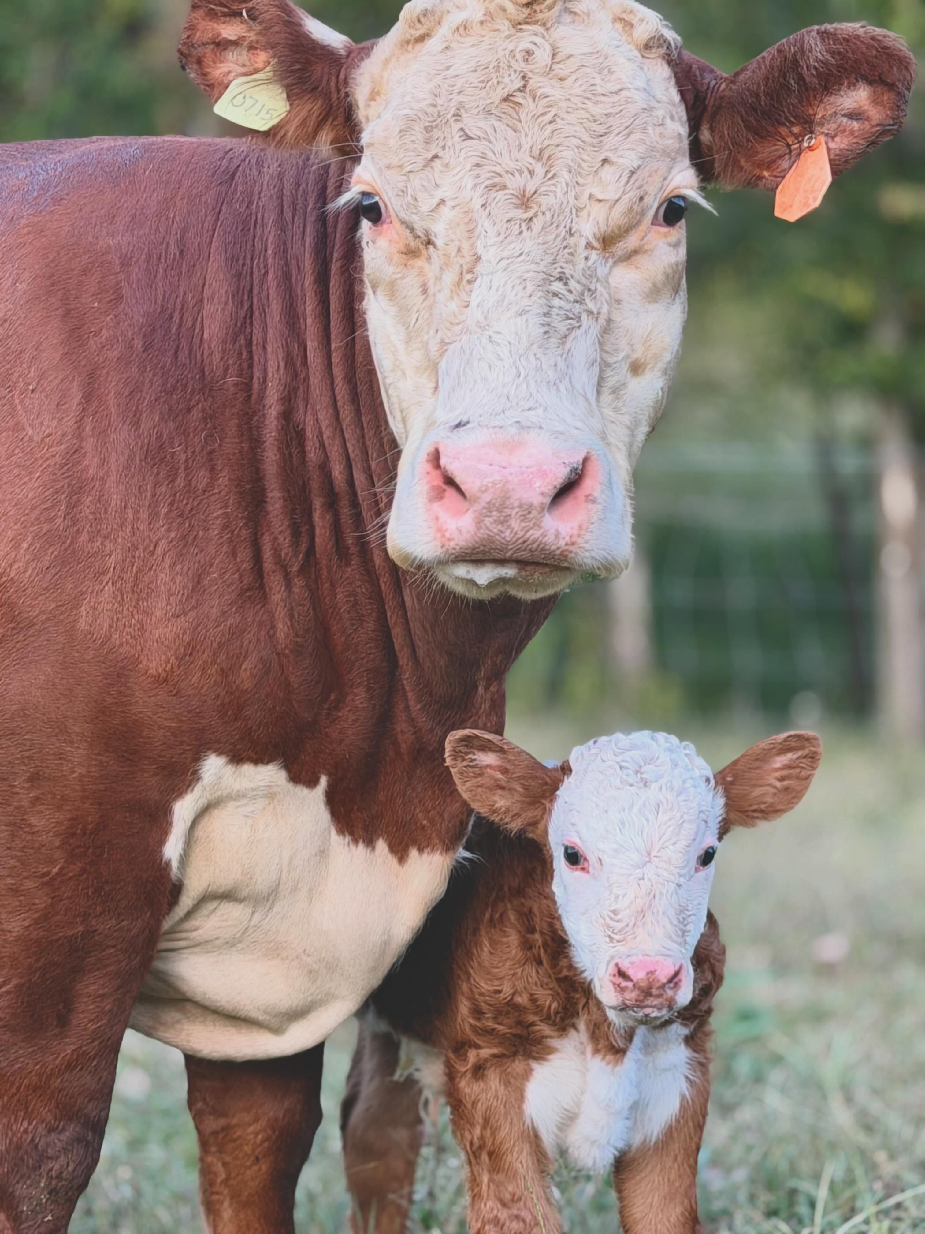 This cutie was born yesterday, September 26th. Welcome to Lasater Homestead Boone!
