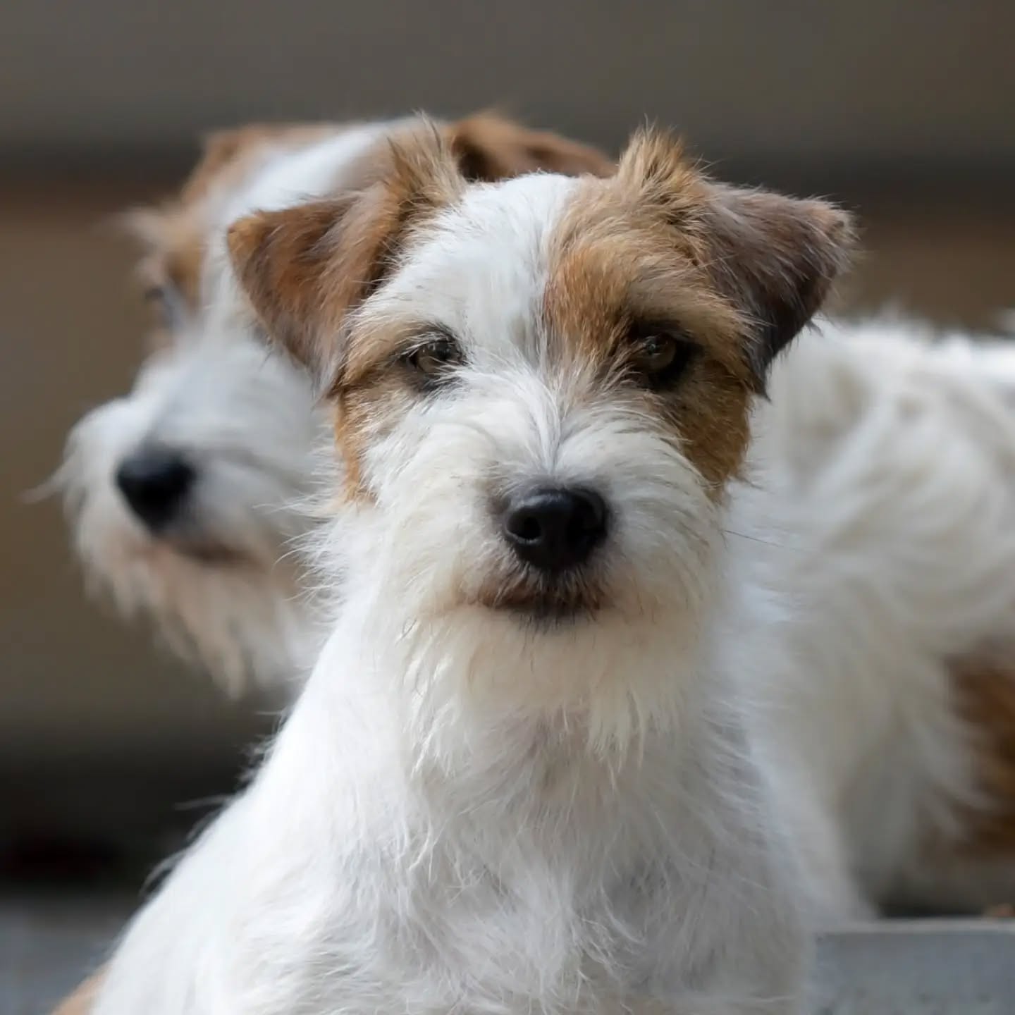 Our beautiful Maddy ❤️🌸🐶
.
.
.
.
#ivynookkennel #jackrussellterrier #jackrussellitaly #dogpictureoftheday #jrtofinstagram