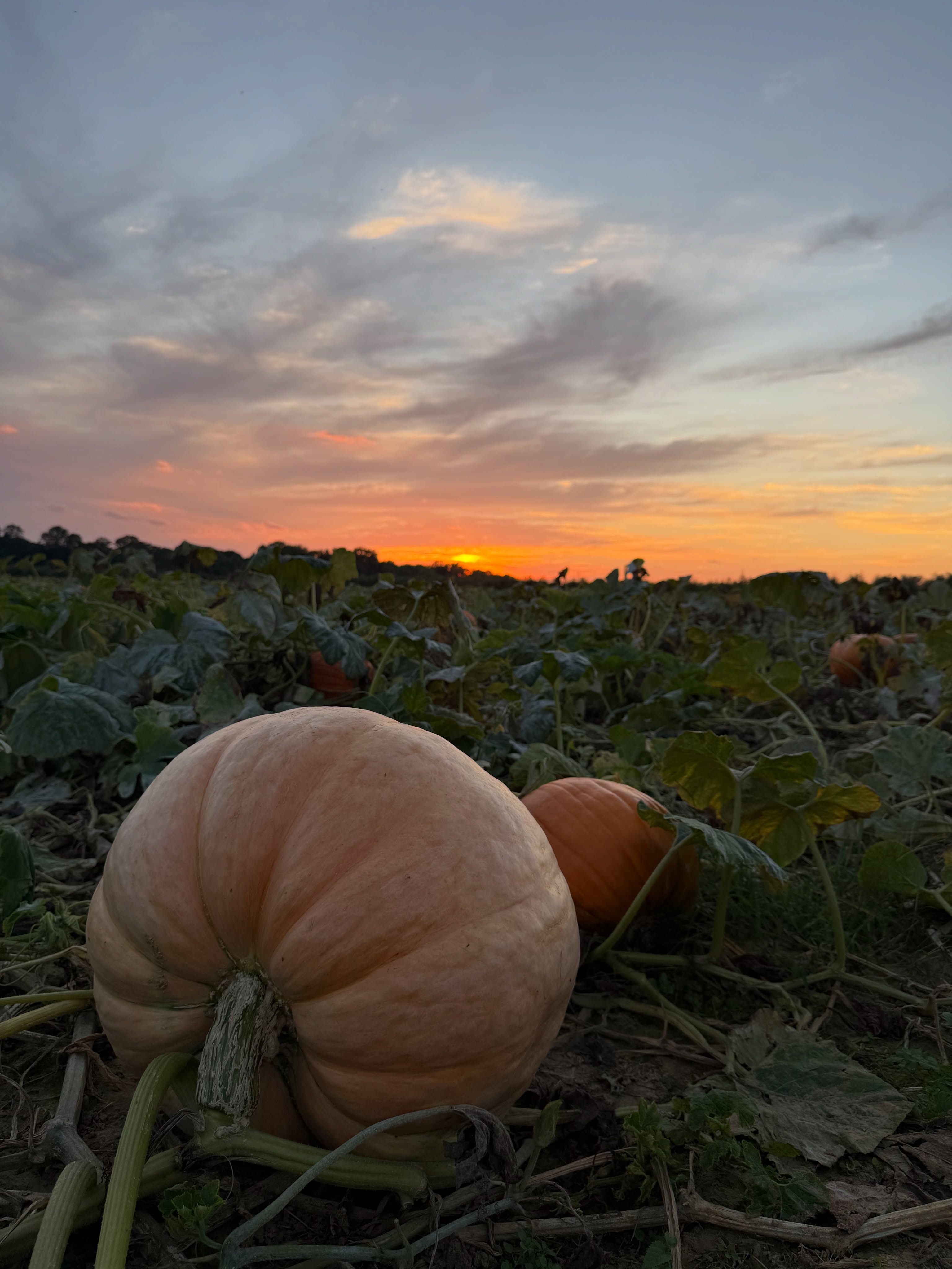 Our first open Friday of the year! 9:30 am, with 4:30 pm last entry! It’s been pretty gloomy weather this week and it looks like that will continue through the weekend, so beat the weekend rain with some Friday farm time!
🎃Pick-your-own pumpkins directly from the vine!
🍎Pick-your-own apples: LIMITED SUPPLY THIS YEAR!
💐Pick-your-own flowers: sunflowers, zinnias, celosia, and more.
🌽2026 Corn Maze🦅!
🌽Corn Pit!
🐥Red Valley Ranch Pony Rides & Petting Zoo (Saturday & Sundays only, cash only, separate from admission ticket)
🚜Hayride
🍔Food Tent (Saturday & Sunday only)
🍦Ice Cream Truck (Saturday & Sunday only)
🥦Fall Veggies + Brazilian speciality veggies at our tent
🍯Local Honey from @gardenstateapiaries
🍂Fall Flowers at our tent: Mums, Asters, African Marigolds, Montauk Daisies + cornstalks, Indian Corn, & straw bales for fall displays!
⏰Fridays, 9:30 am to 4:30 pm last entry. Saturdays & Sundays, 9:30 am to 5:30 pm last entry!
💵We take cash & card!💳
Visit our website (link in bio) for more info!