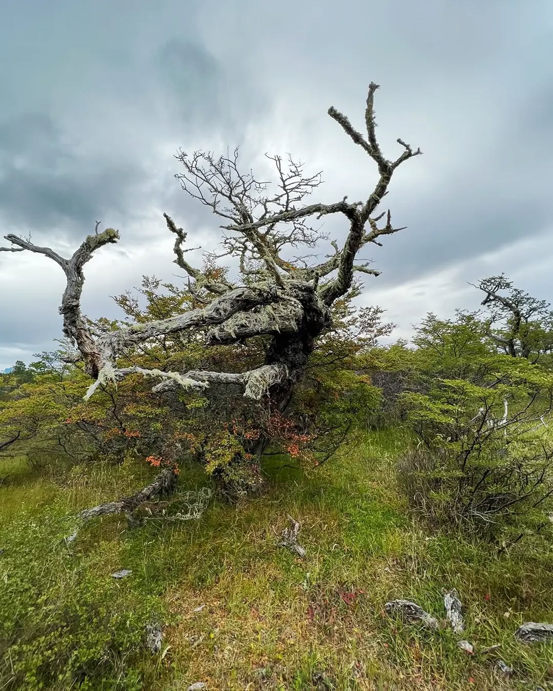 Un árbol no deja de aportar cuando envejece
Incluso cuando parte de su madera ya está seca, un árbol sigue siendo parte activa del bosque. Sus ramas y su tronco ofrecen refugio y alimento a insectos, aves y otros organismos. En su superficie crecen líquenes y musgos que también forman parte de este ecosistema. Con el tiempo, la madera se va descomponiendo, y cuando finalmente cae, hongos y bacterias continúan el proceso: transforman la madera y devuelven al suelo los nutrientes que el árbol acumuló durante décadas. Esos nutrientes pueden ser aprovechados por otras plantas, e incluso por nuevos árboles. Por eso, un bosque con árboles viejos y madera muerta no está descuidado: está en funcionamiento, y nada se pierde, todo se transforma. Comprender estos procesos cambia la forma en que nos relacionamos con el territorio: el bosque no necesita "limpiarse", necesita ser respetado.
#Conservacion #MedioAmbiente #RiosLimpios #Naturaleza #Patagonia ProtegeNuestrosRios EcoAmigable Sustentabilidad FuturoVerde Chile PatagoniaChilena AguaEsVida Rio RegionMagallanes
.
.
.
.
.
.
.
.
A tree does not stop contributing when it grows old
Even when part of its wood is already dry, a tree remains an active part of the forest. Its branches and trunk offer shelter and food to insects, birds, and other organisms. Lichens and mosses grow on its surface, also forming part of this ecosystem. Over time, the wood decomposes, and when it finally falls, fungi and bacteria continue the process: they transform the wood and return to the soil the nutrients that the tree accumulated over decades. Those nutrients can be used by other plants, and even by new trees. That is why a forest with old trees and dead wood is not neglected: it is functioning, and nothing is lost, everything is transformed. Understanding these processes changes the way we relate to the land: the forest does not need to be "cleaned up," it needs to be respected.