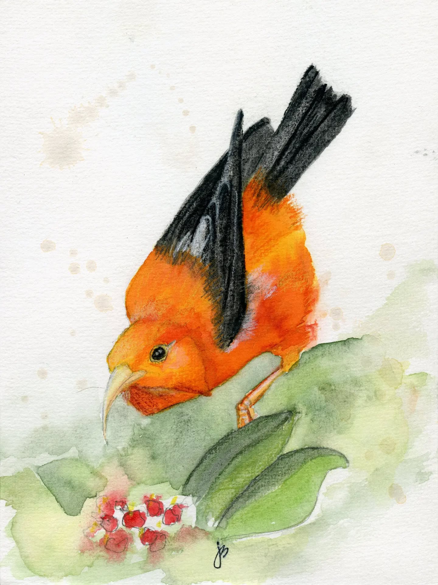 Day 2 I'iwi also known as The Scarlet Honeycreeper.
Native to high elevation forests in the Hawaiian islands. It can produce a wide range of unusual calls including sounds, resembling rustling paper, squeaky hinges, and melodic whistling.
#Birdtober2026 #birdtober
This year I'm using a combo of: watercolor, gouache, neocolors II, pastel crayons, and charcoal. Whatever floats my 🐦
I'm working on Clairefontaine watercolor paper 5.8x8.3" (A5) cold press paper
@aholmesartstudio #ilovebirds #bird #birdartist birdart birddrawing birdpainting birdillustration birdnerd birbs painting drawing illustration birdchallenge watercolorart watercolorpainting pencilsketch fabercastell clairefontainepaper