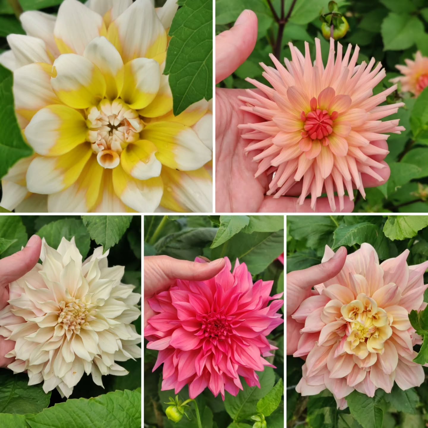 Mine dahlia er p deres hjeste og virkelig flotte.…