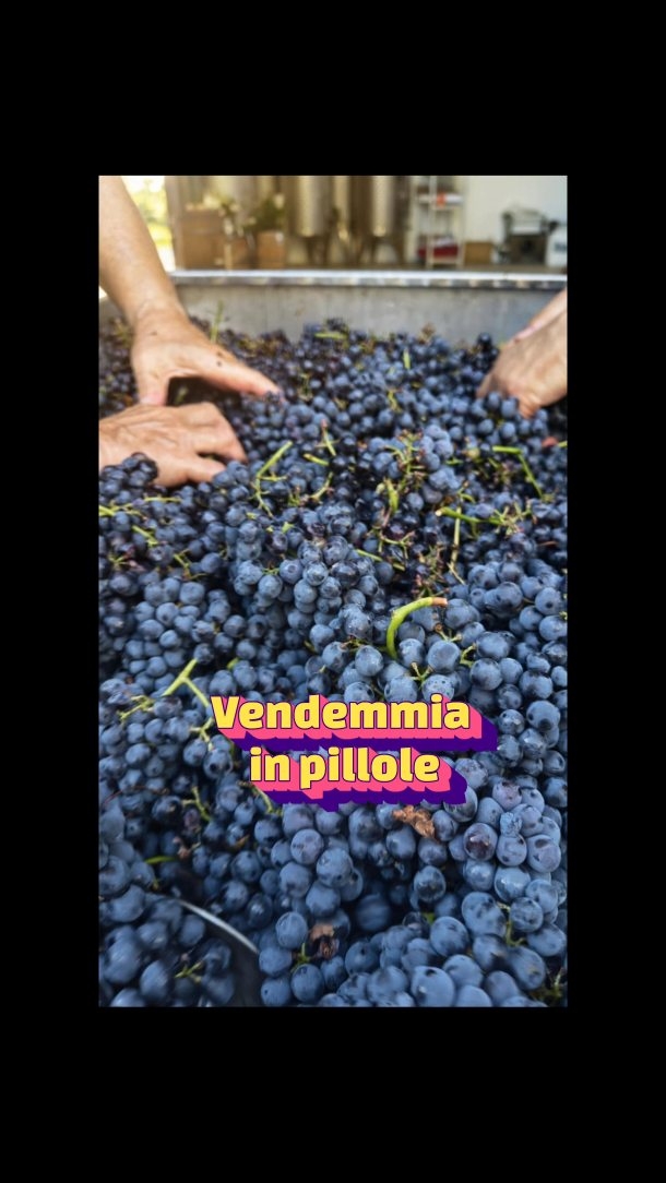 Vinificazione in pillole
#vendemmia2026 #vinilaziali #malvasiapuntinata #cesanese #winelovers🍷